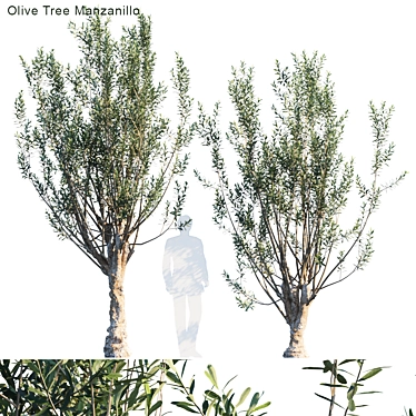 Manzanillo Olive Tree: Lifelike Model with Vertex Color 3D model image 1 