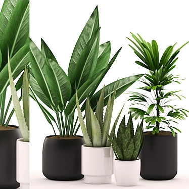 Tropical Paradise: Aloe Vera, Palm Plant & Black/White Pot 3D model image 1 
