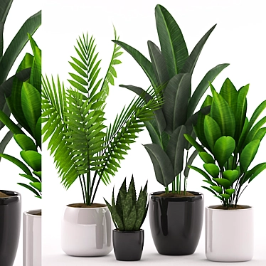 Exotic Indoor Plant Collection 3D model image 1 