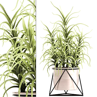 Exotic Aloe arborescens: Stunning Indoor Plant 3D model image 1 