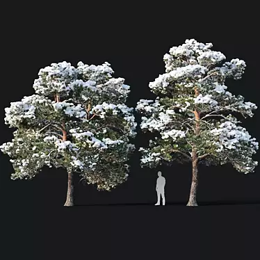 Snow-covered Pinus sylvestris: Twin Tree Set 3D model image 1 