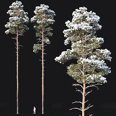 Snowy Pine Tree Set: Realistic Winter Pinus Sylvestris 3D model image 1 
