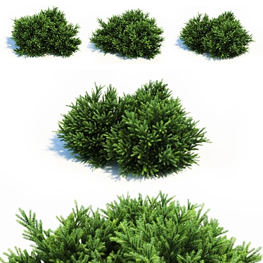 Evergreen Coniferous Picea Orientalis: Mini Landscaping Marvel 3D model image 1 
