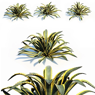 Agave Americana: Stunning, Natural, Realistic 3D model image 1 