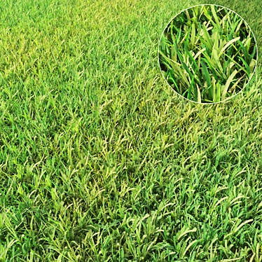 Lush Translucent Grass 3D model image 1 