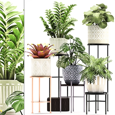 Exotic Houseplant Collection: Bromelia, Monstera, Zamioculcas 3D model image 1 