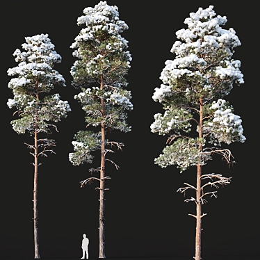 Snow-Covered Pine Trees: 2 Adult Pines with Opacity Maps 3D model image 1 