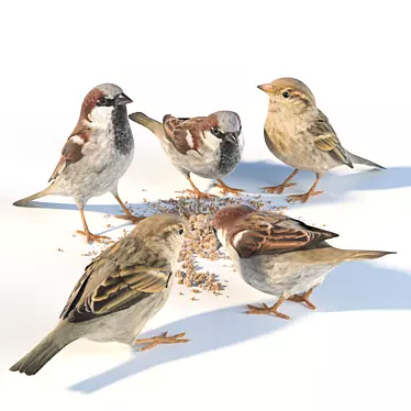 Sparrow Models: Varied Poses & Plumages 3D model image 1 