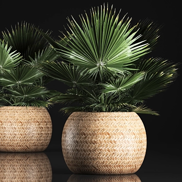 Exotic Plant Collection: Fan Palm, Interior & Brahea 3D model image 1 