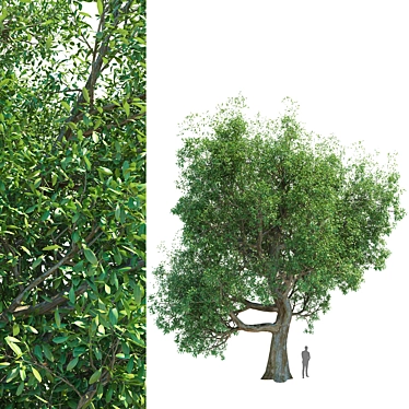 Tall Broadleaf Tree 3D Model 3D model image 1 