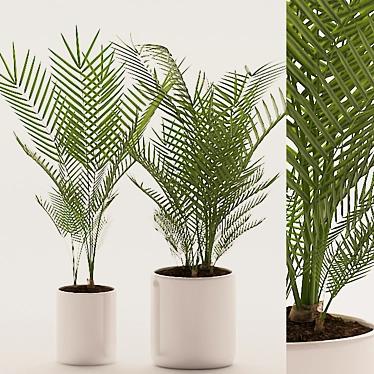 Tropical Palm Plants 144 3D model image 1 