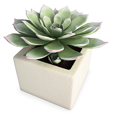 Indoor Aeonium Plant: Perennial Beauty 3D model image 1 