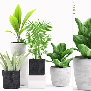 Green Oasis: Aspidistra, Ficus, Palm & Aloe Plants 3D model image 1 
