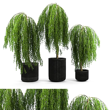 3D Salix Tree Model with Textures 3D model image 1 