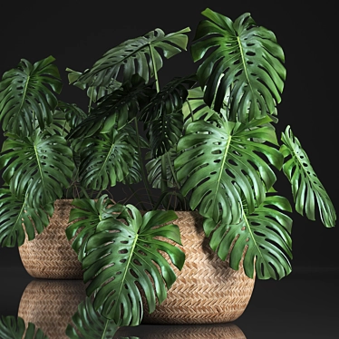 Tropical Monstera Plant in Rattan Basket 3D model image 1 