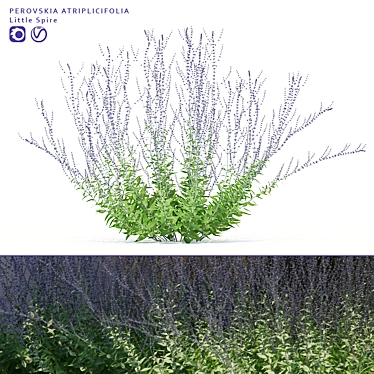 Title: Perovska Swan-Leaved Little Spire | Perovskia Atriplicifolia 3D model image 1 