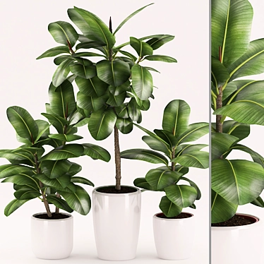 Rubber Plant Set with Ceramic Pot 3D model image 1 