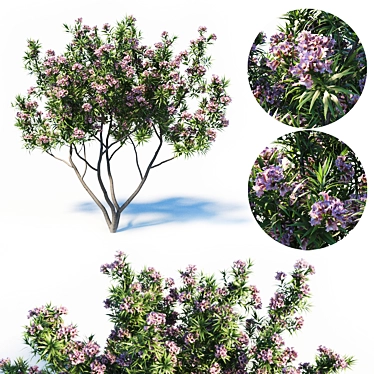 Pink Dawn Tree: Chitalpa Tashkentensis 3D model image 1 