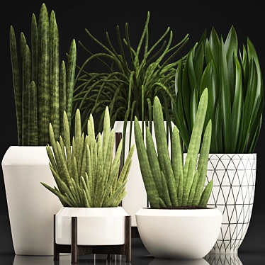 Exotic Houseplant Collection - Sansevieria 3D model image 1 