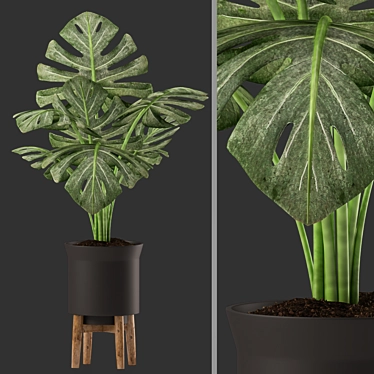 Monstera Plants in Black Pot 3D model image 1 