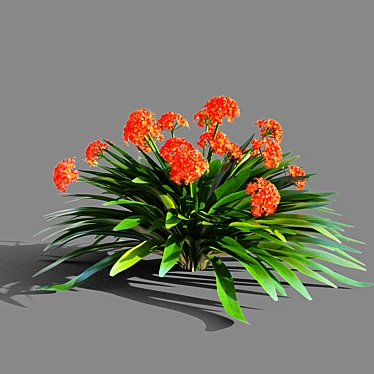 Exquisite Clivia miniata: A Botanical Marvel 3D model image 1 