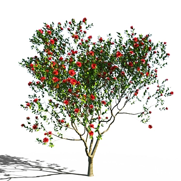 Coastal Evergreen: Pohutukawa Blossom 3D model image 1 