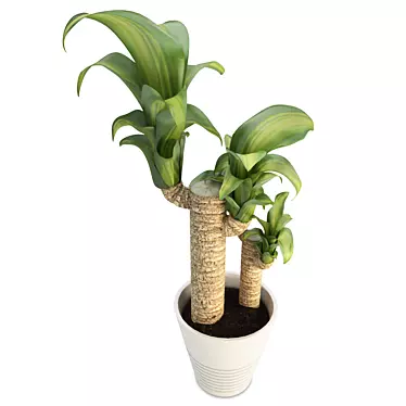 Houseplant Cocoa Brown