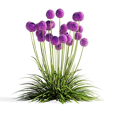 Allium Millennium: 2.4M Poly 3D Model Kit 3D model image 1 