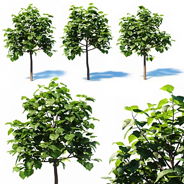 Paulownia Elongata (4m) - 3 Tree Set 3D model image 1 