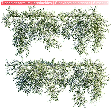 Trachelospermum Jasminoides: Vibrant Star Jasmine Creeper 3D model image 1 