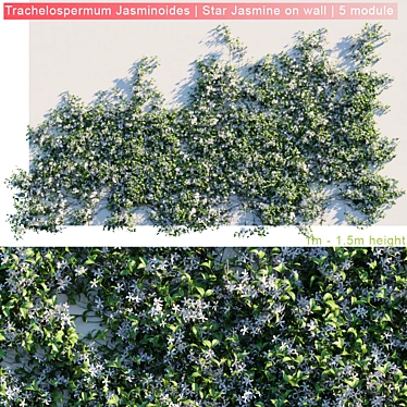 Wall-Mounted Trachelospermum Jasminoides: Stunning Star Jasmine on Display 3D model image 1 