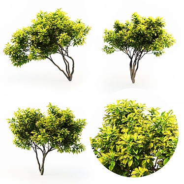 Magnificent Magnolia Trio: 4m Height 3D model image 1 