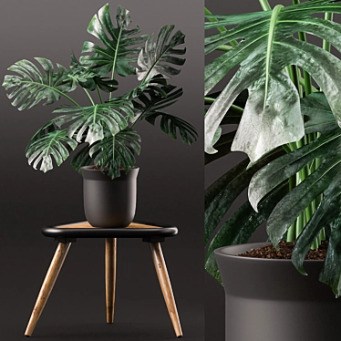 Houseplant Maire