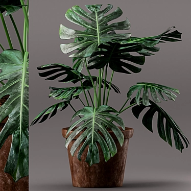 Monstera Plant in Clay Pot 3D model image 1 