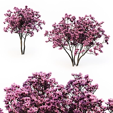 Magnolia Liliflora (3m) Trees - Set of 2 3D model image 1 