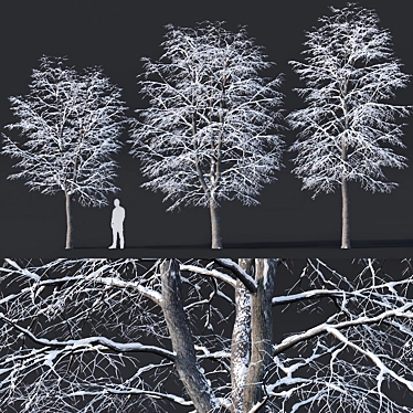Snow-covered Tilia Trees Set 3D model image 1 