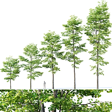 Tilia europaea Pack: 5 Forest Trees 3D model image 1 