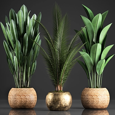 Exotic Indoor Plants Collection with 360 Varieties 3D model image 1 