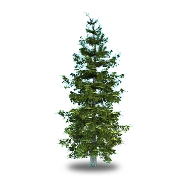 Norway Spruce Tree: 7.5m Height 3D model image 1 