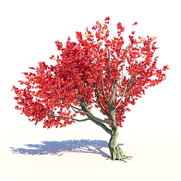 Vibrant Acer Red Sunset Maple 3D model image 1 