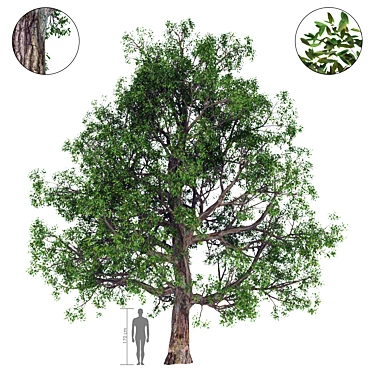 Vivid Broadleaf Tree: Realistic & Detailed 3D model image 1 