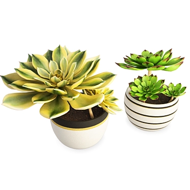 Set of Two Interior Succulent Plants 3D model image 1 