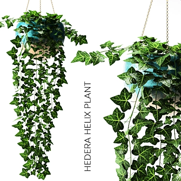 Evergreen Hedera Helix in Blue Ceramic Vase 3D model image 1 