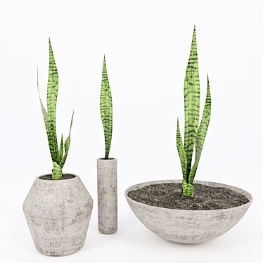 Title: Concrete Pot Green Sansevieria 3D model image 1 