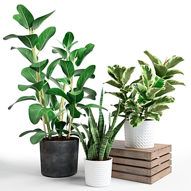 Trio of Beautiful Foliage Plants 3D model image 1 