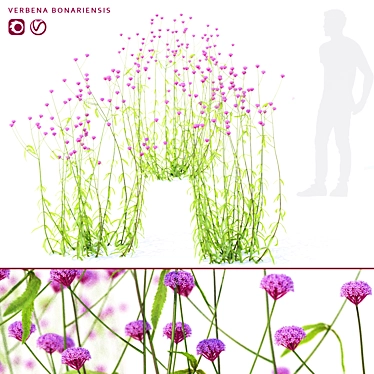 Elevated Verbena Bonar Flowers 3D model image 1 