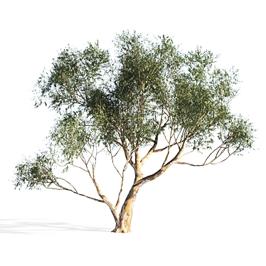 Elegant Eucalyptus 6: Stylish 3D Model 3D model image 1 