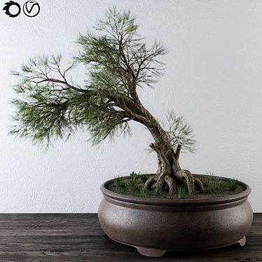 Small Bonsai Pine Tree 3D model image 1 