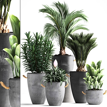 Exotic Houseplant Collection 3D model image 1 