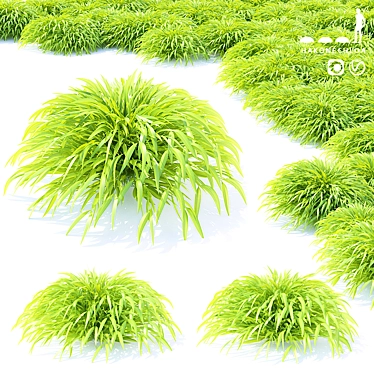 Hakonechloa Skinny Grass | Ornamental Grass 3D model image 1 